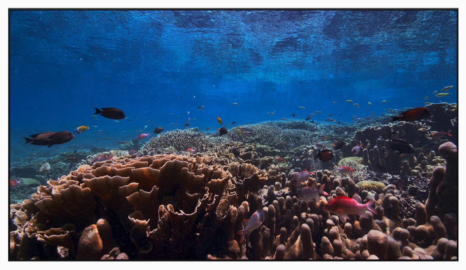 tvOS-13-fish.jpg