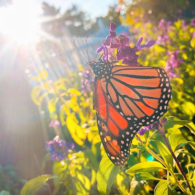 Morning beach walks with butterflies...summer don&rsquo;t go!
.....
.
.
.
.
.
#instagood #saltyvibes #vacationmode #jerseyshore #wildwood #wildwoodnj #herefordlighthouse #lighthouse #sunrise #optoutside #stayandwander #exploremore #staywild #beachlif