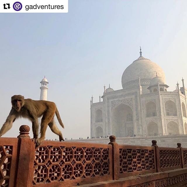 We&rsquo;re going to India this fall with @gadventures and want you to join the adventure! Contact us for details and learn how you can save up to 20% on all Gadventure trips! 📸 @susaneheinrich