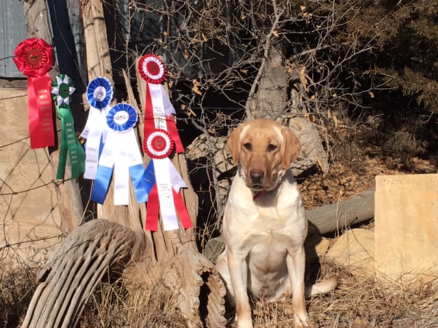 Mia with her ribbons from 2016