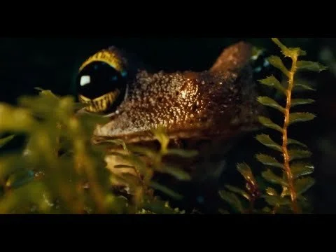 Evolution is Innovation