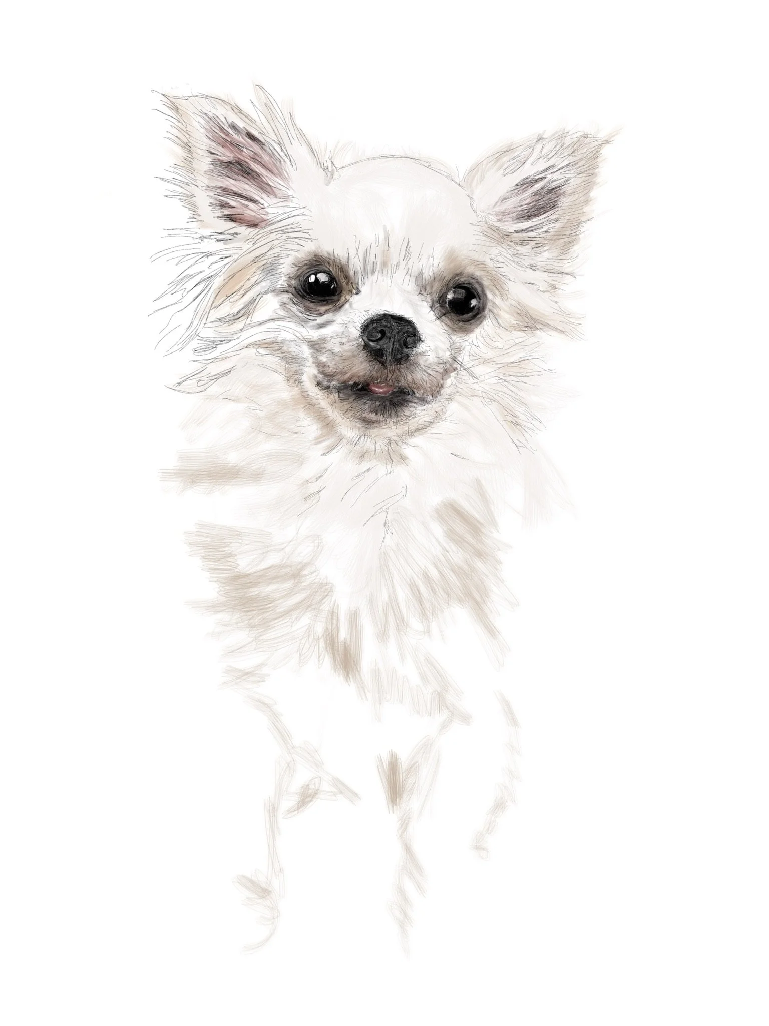  Some illustrations of my dog, Sweetie, for a children’s book I wrote.  