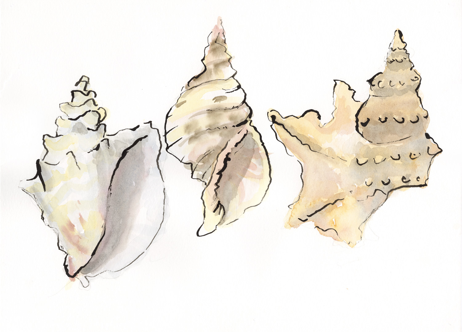 Shells