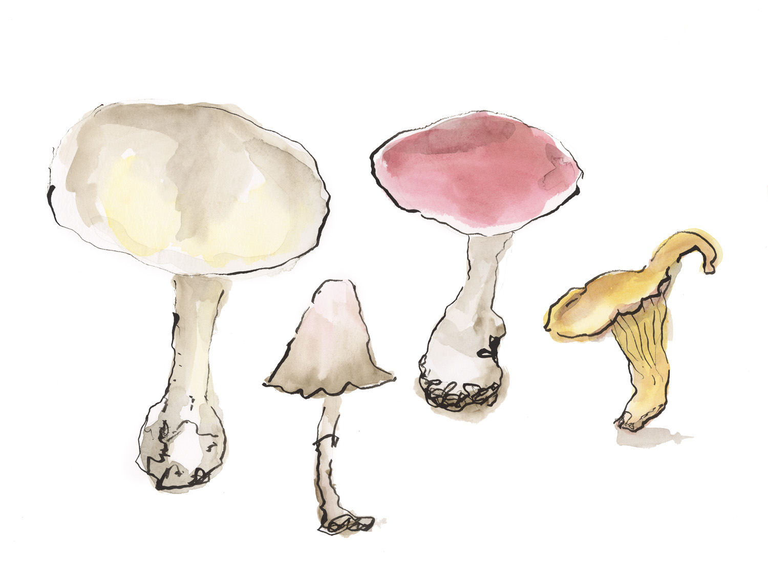 Mushrooms