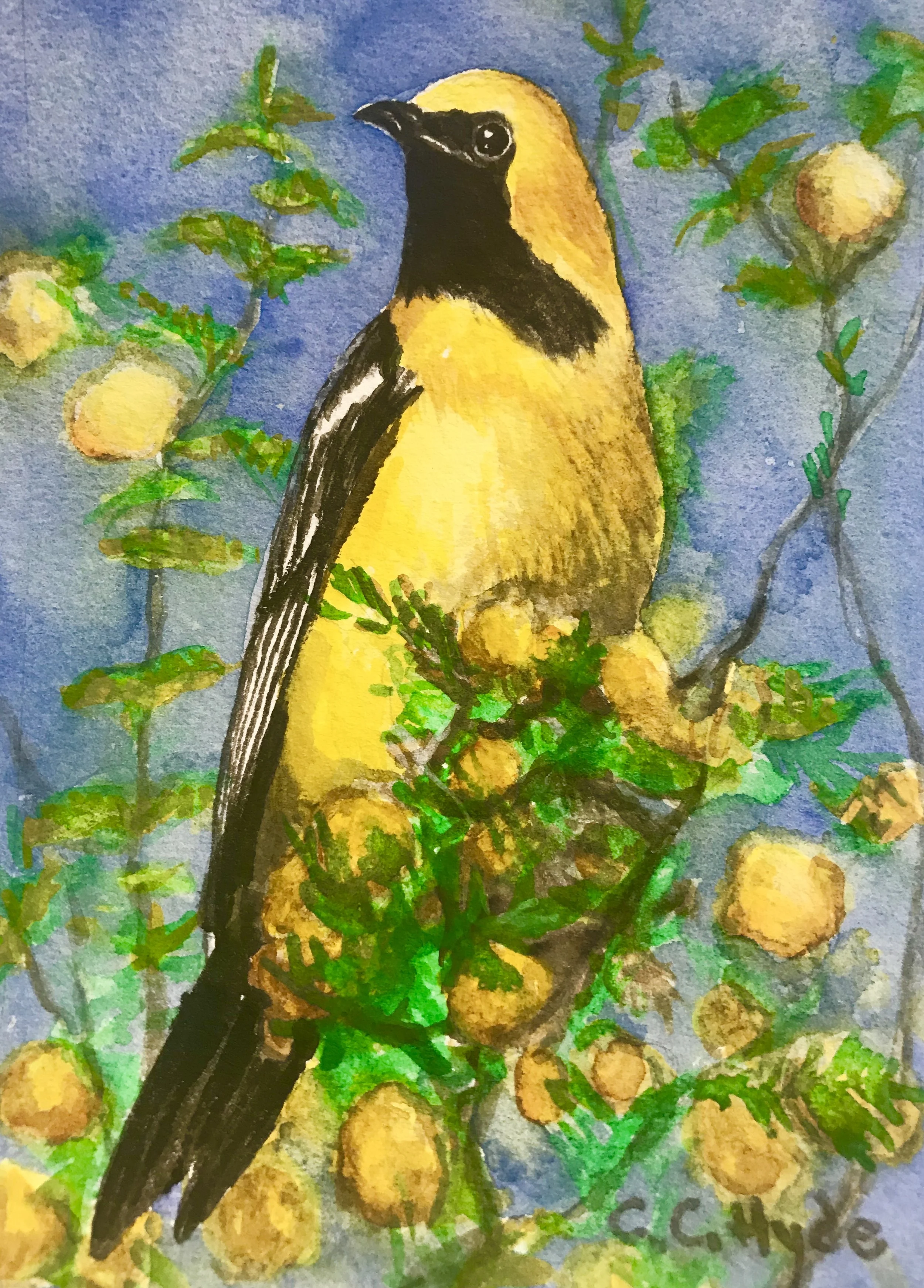 Hooded Oriole.jpg