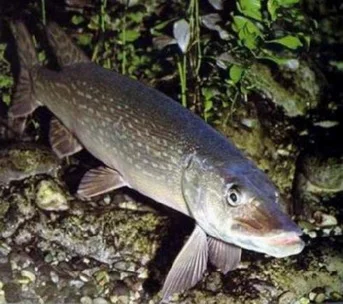 brochet.jpg