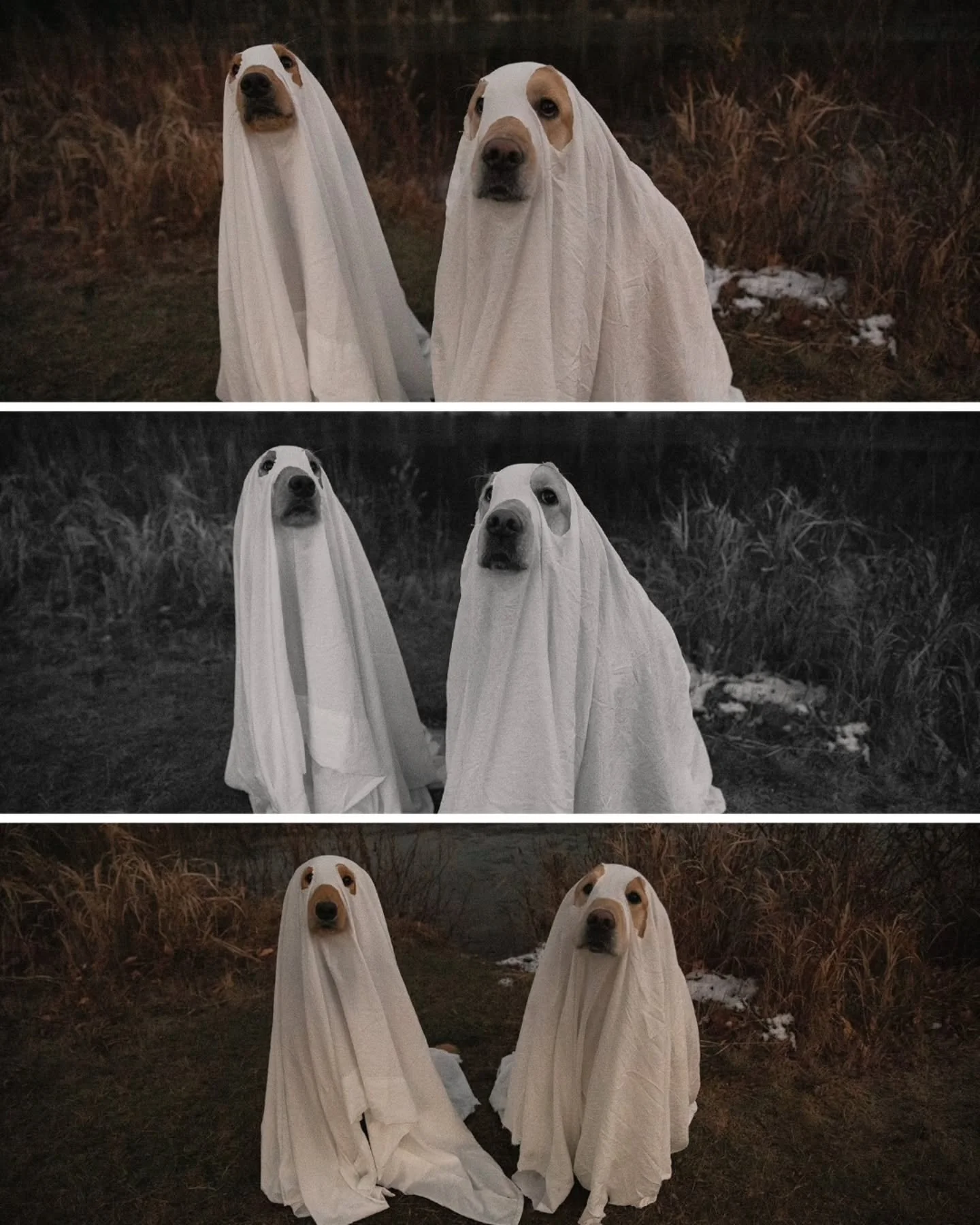 Happy Halloween 🎃 

I will never stop posting these two on this holiday lol.