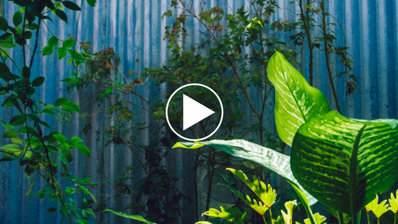 [VIDEO] Albion | The Ultimate Guide to Caring for Your Plants this Season 
