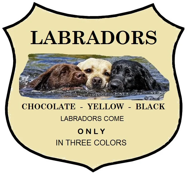 HDLRC, in conjunction with all reputable Labrador clubs throughout the world only recognizes the three accepted colors of the Labrador Retriever: black, chocolate, and yellow. We do not support the breeding of dilute-colored Labradors, commonly referred to as “silver,” “charcoal,” and “champagne.”