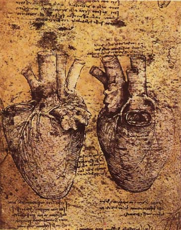 Heart and its blood vessels, by Leonardo Da Vinci. {{ PD-US }}
