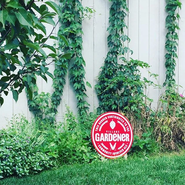 Did you know we grow hops every year at the Hall as part of Village Brewery's community-involved ale?