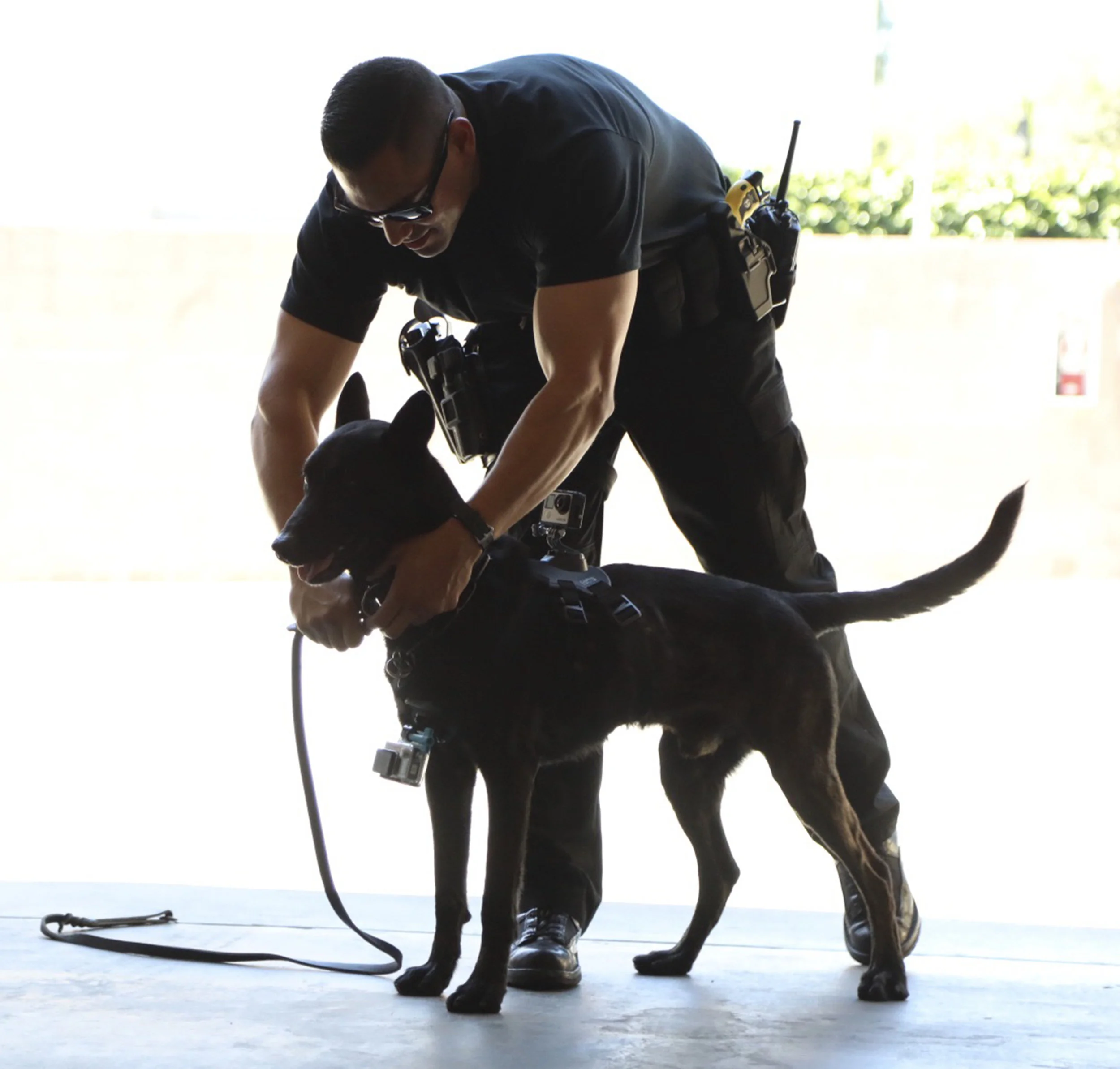 Michael Watkins/ Courier Officer Chris Perez of the South Pasadena Police Department lets Barry the K-9 unit off his leash to begin his scent training before heading out on patrol on April 20, 2017.
