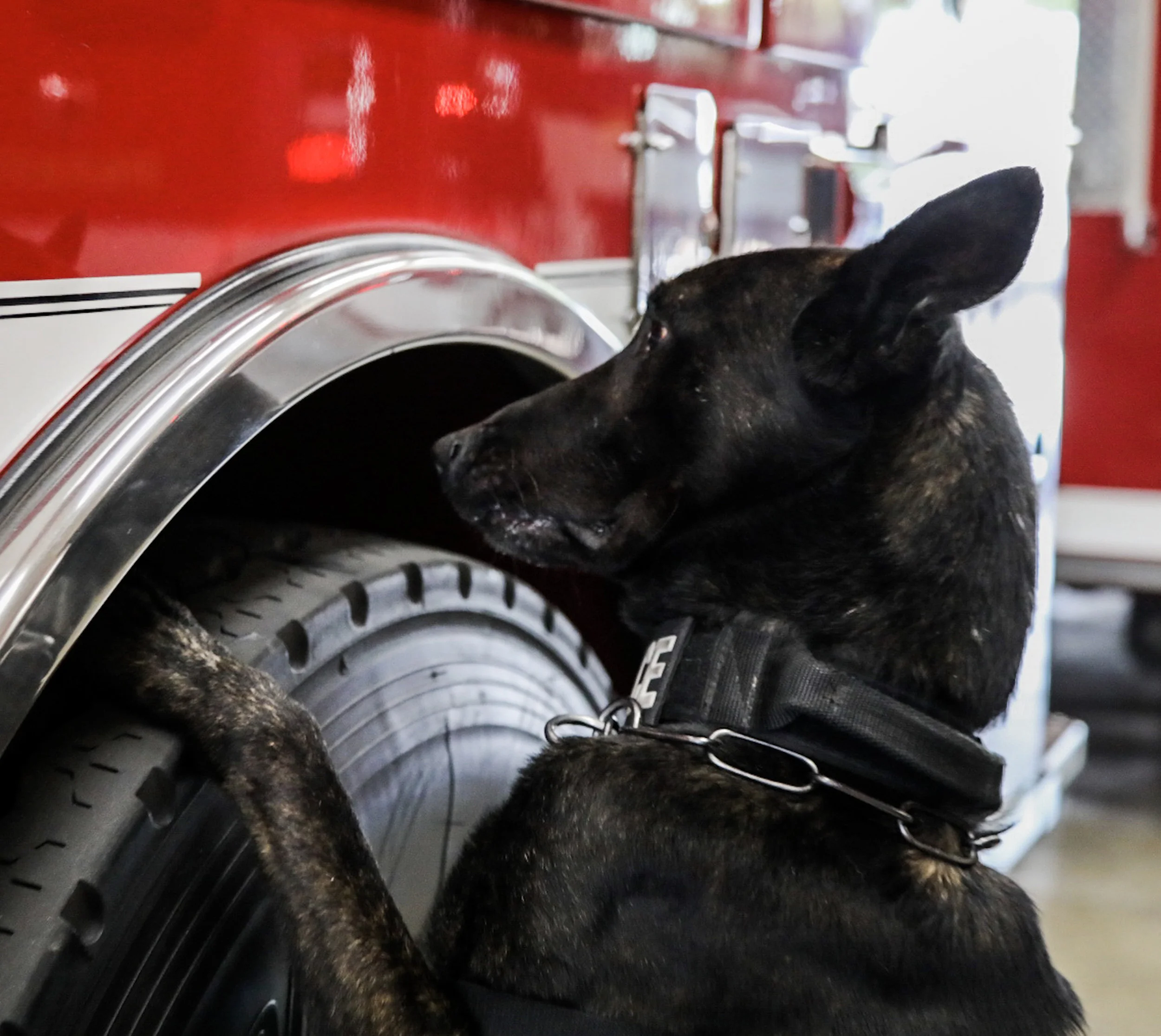 Michael Watkins/ Courier Barry the K-9 alerts to a cocaine scent during his training before patrol on April 20, 2017.
