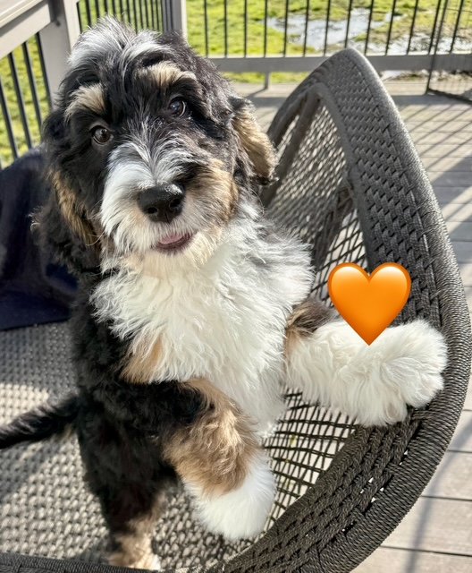 Available Puppies — Whine Country Bernedoodles