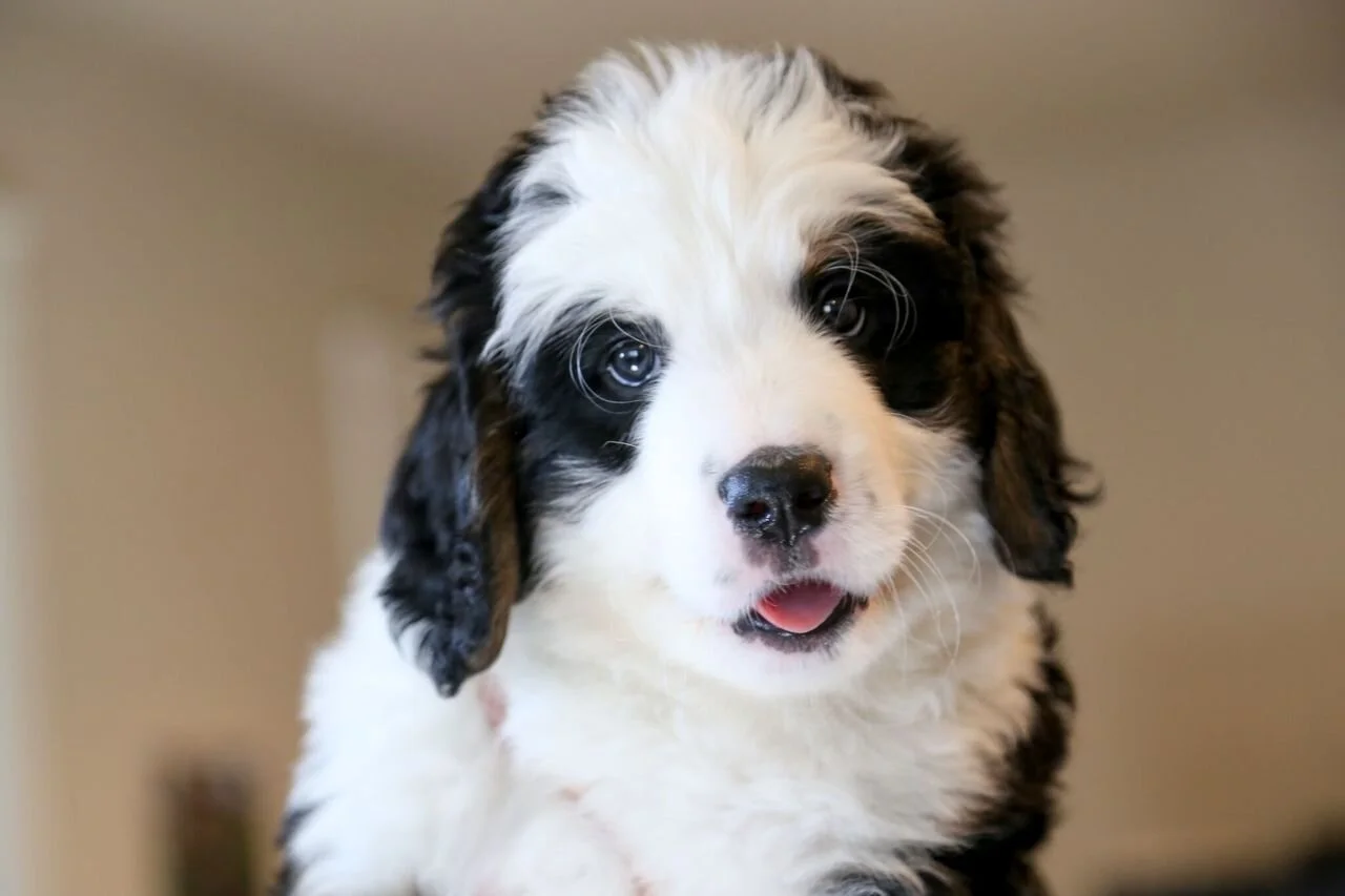 Louie (Gray boy, Willow pup)