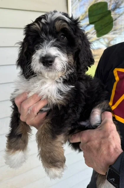 Available Puppies — Whine Country Bernedoodles
