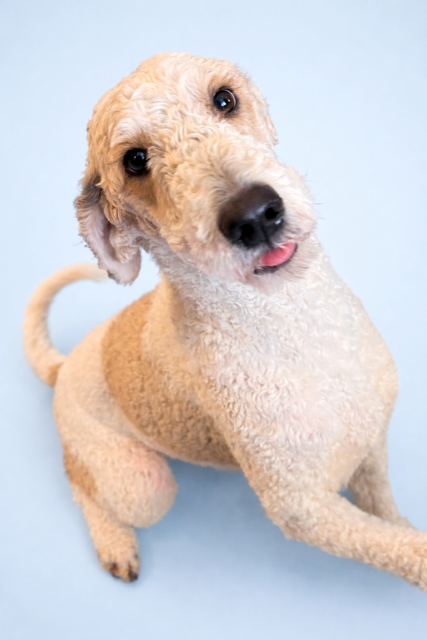 Bubbles (female Bernedoodle)