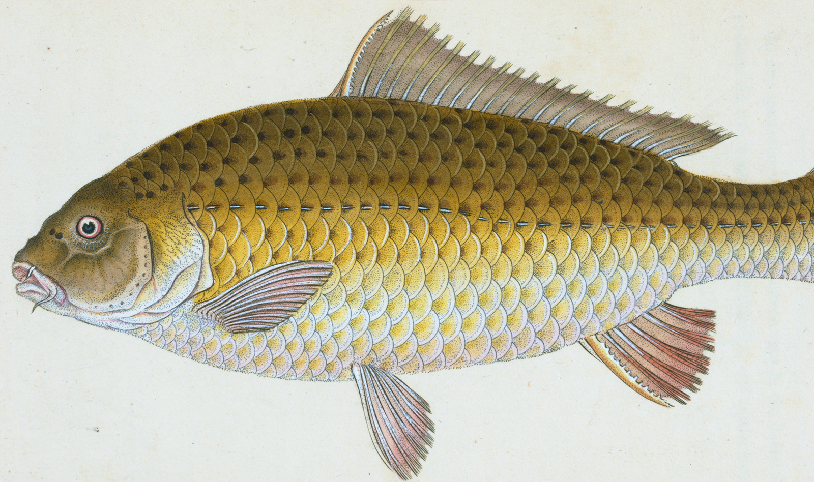 FISH2.png