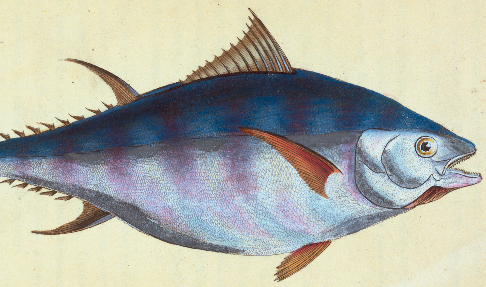 FISH3.png