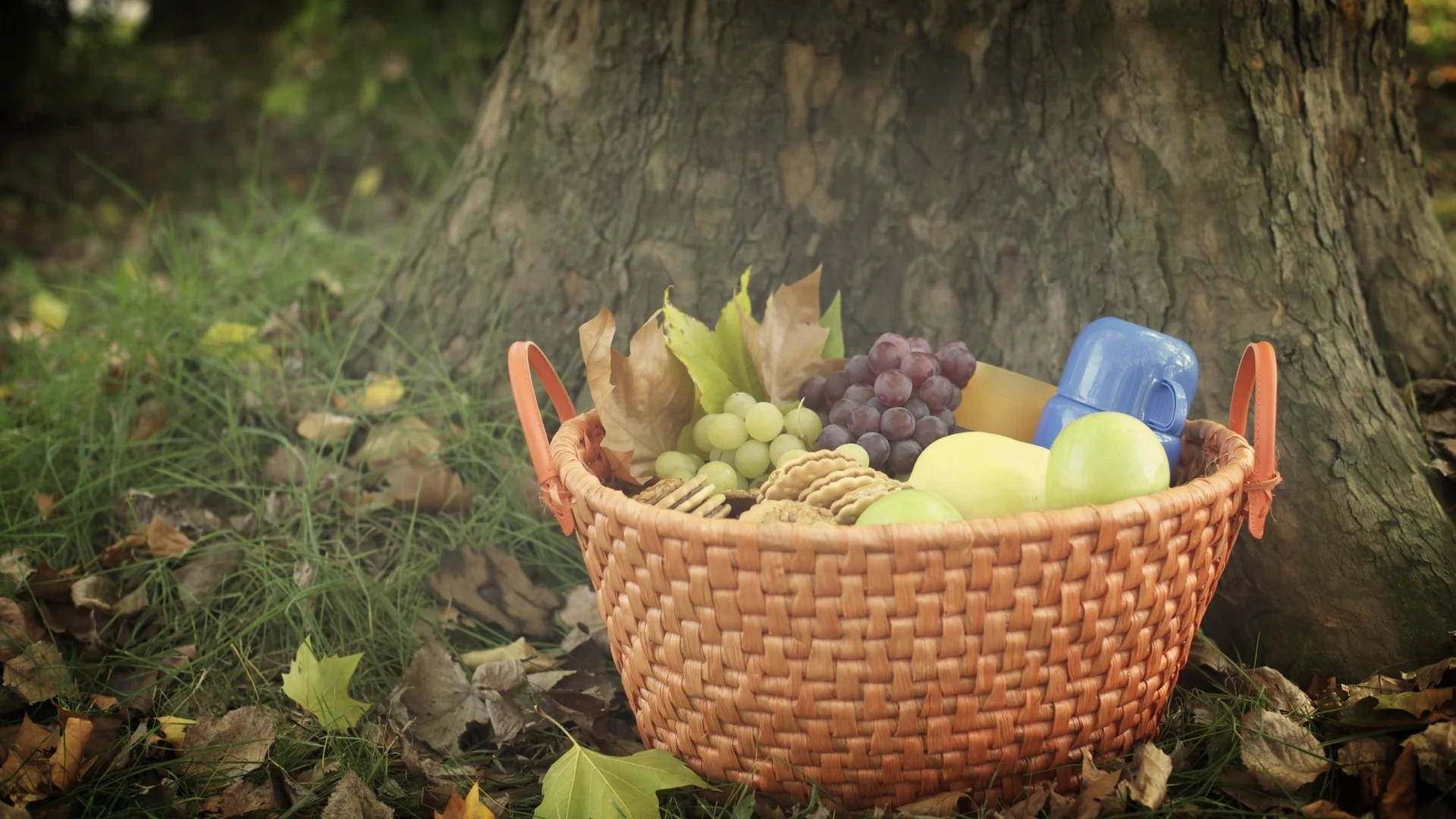 picnic_basket_fruit_food_forest_78272_1920x1080.jpg