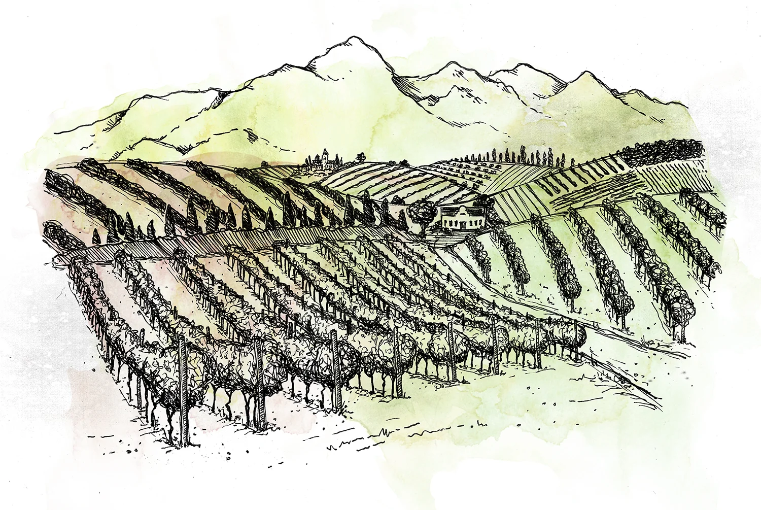 vineyard landscape.jpg