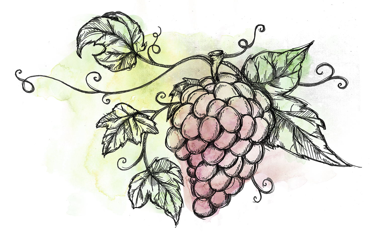 grape vine.jpg