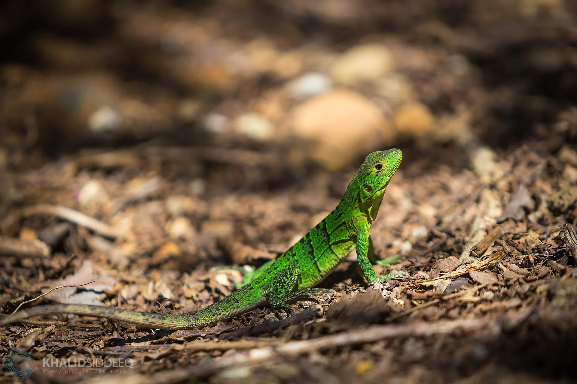 CostaRica-3.jpg