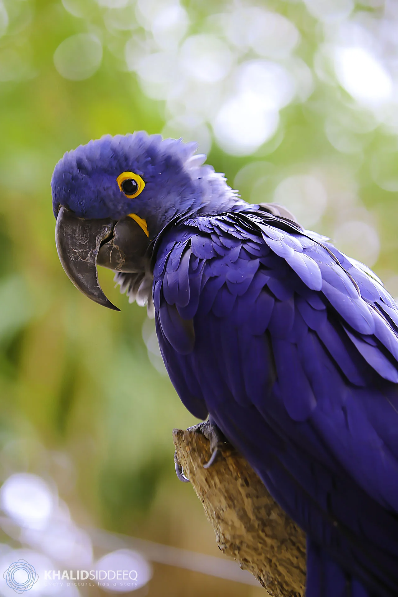 Hyacinth Macaw 4.jpg