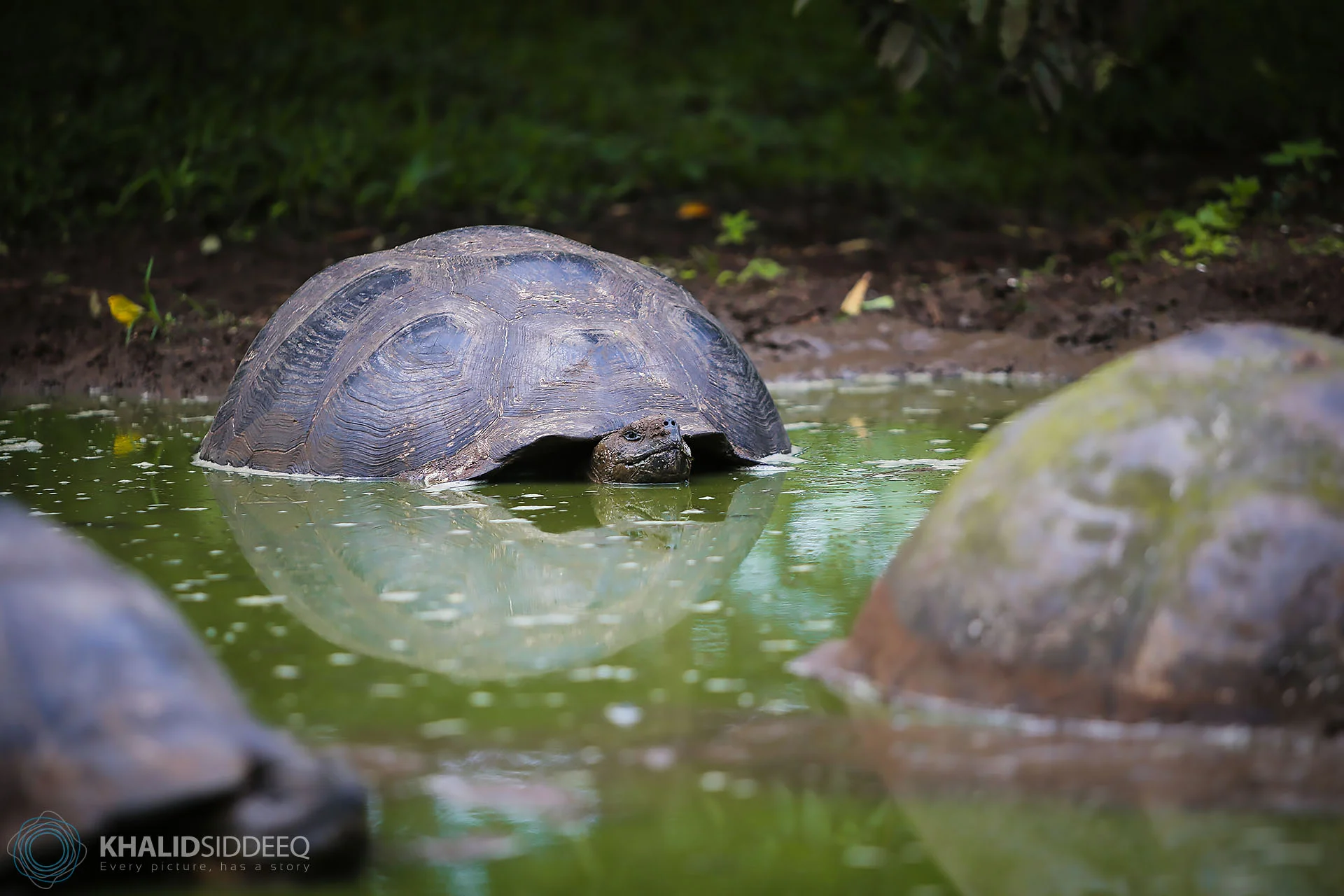 Galápagos-7.jpg