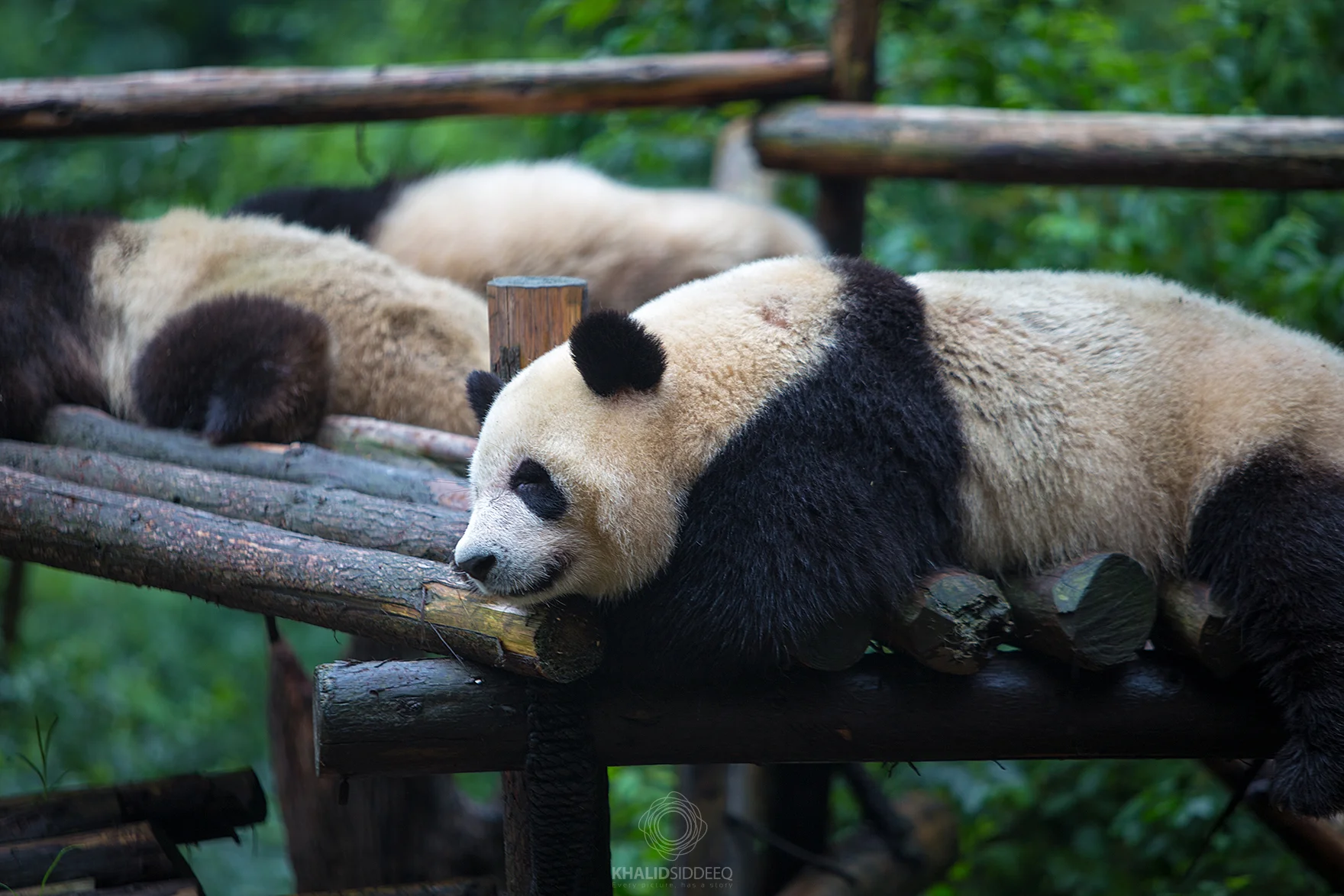 The Panda.jpg