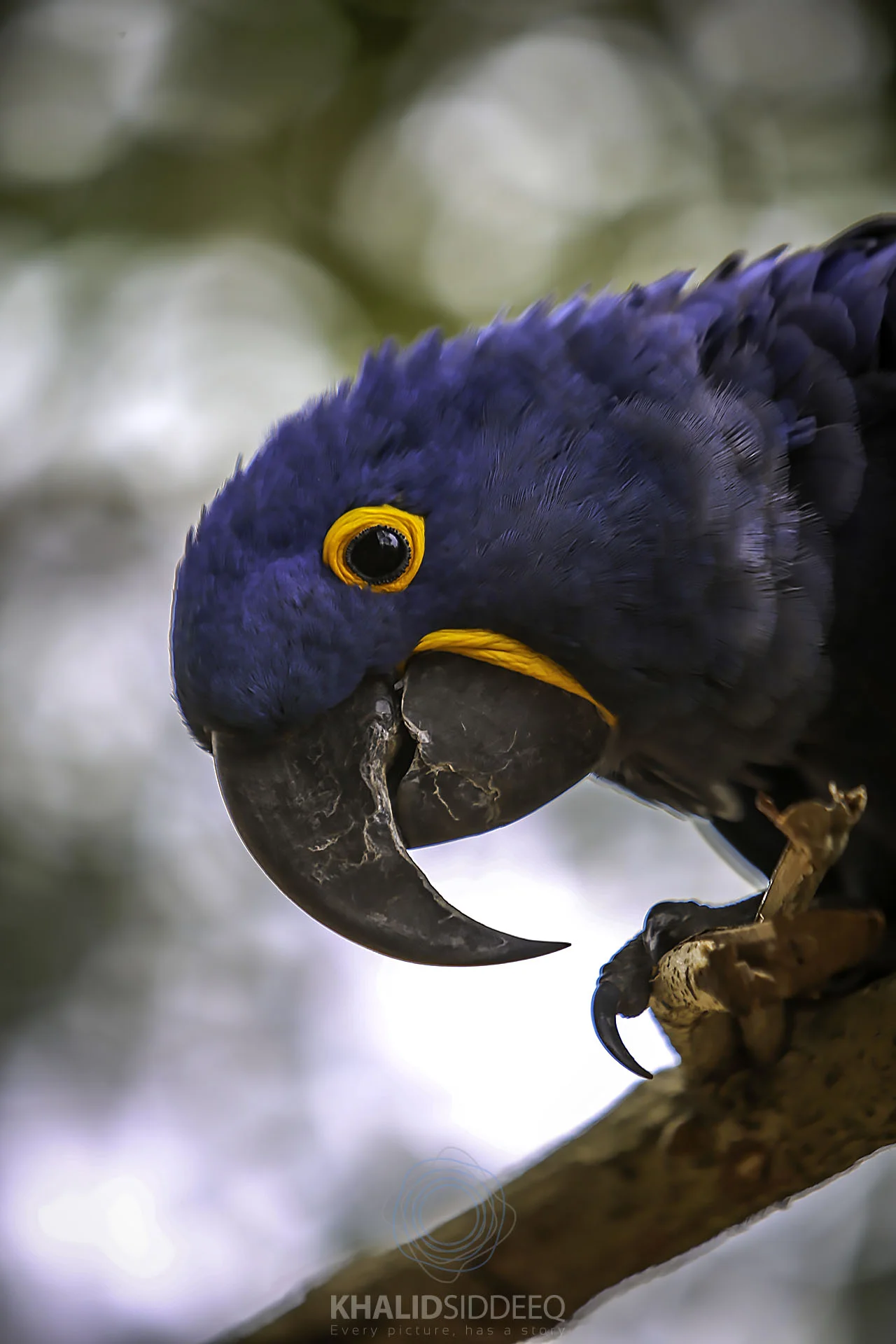 Hyacinth Macaw 3.jpg