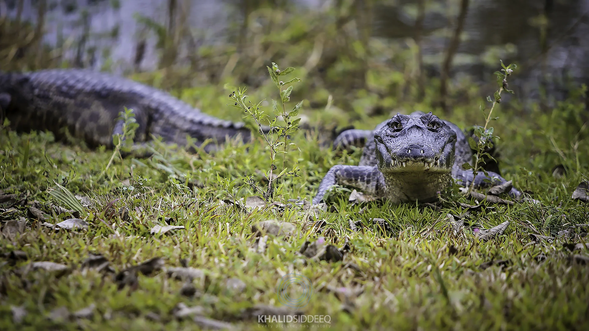 Crocodile.jpg