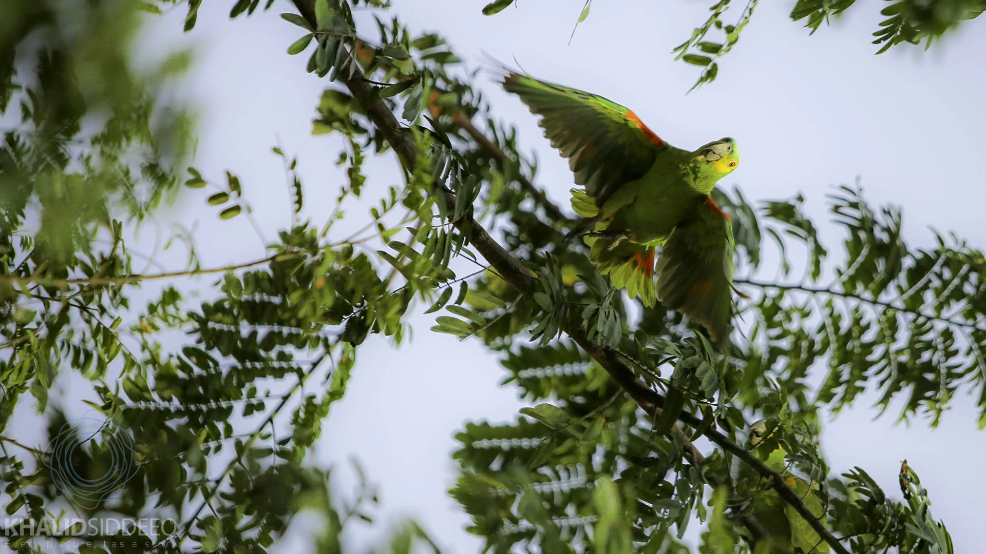 Macaw 3.jpg
