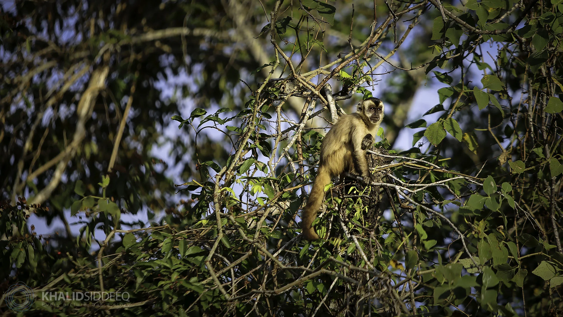 pantanal monkey.jpg