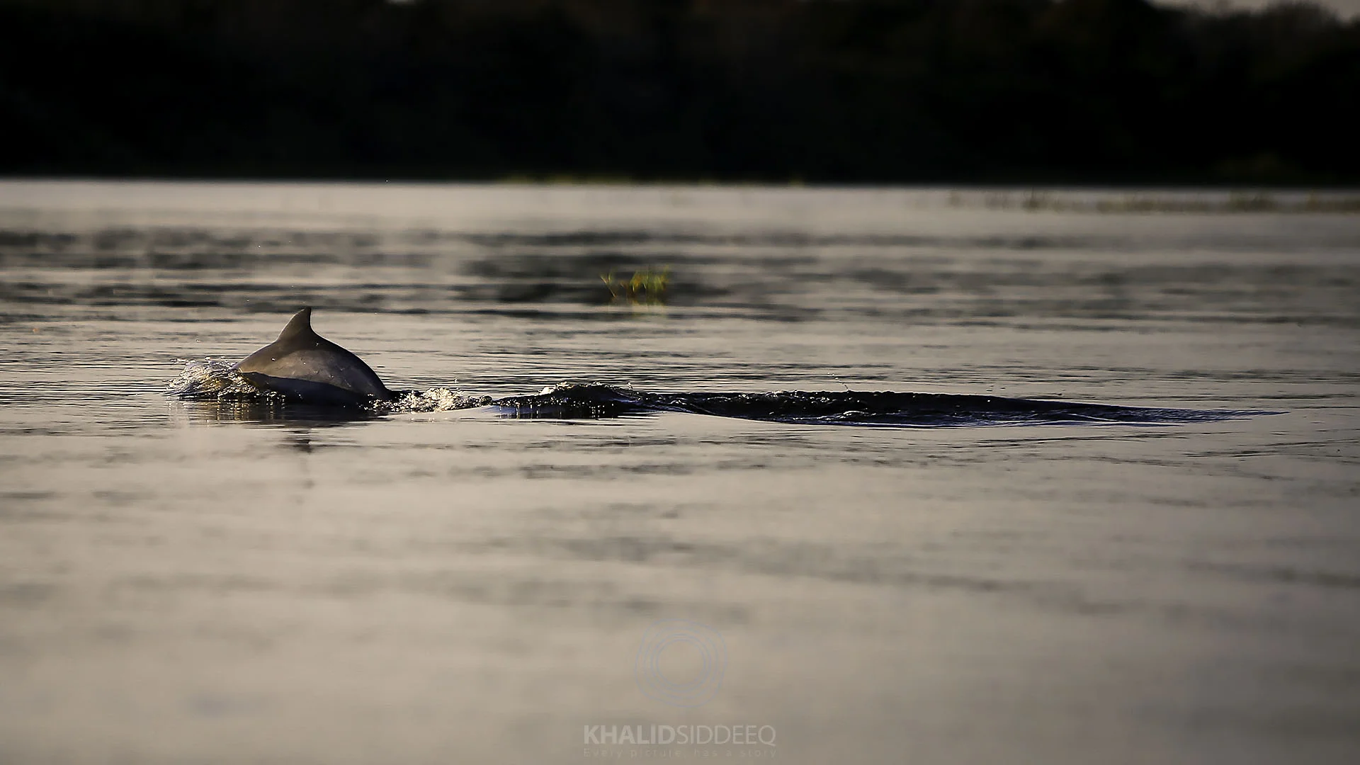 Dolphin.jpg