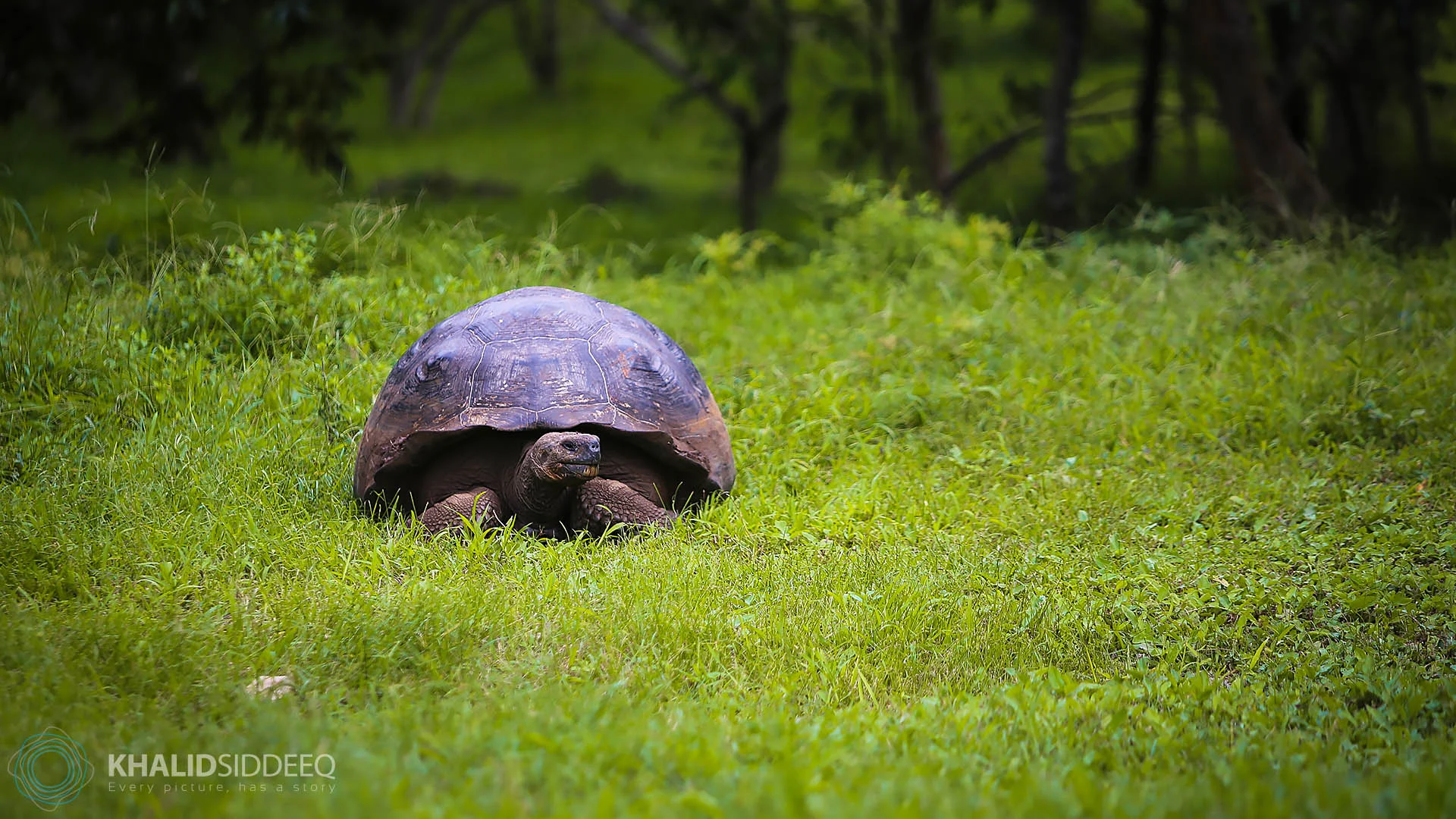 Galápagos-1.jpg