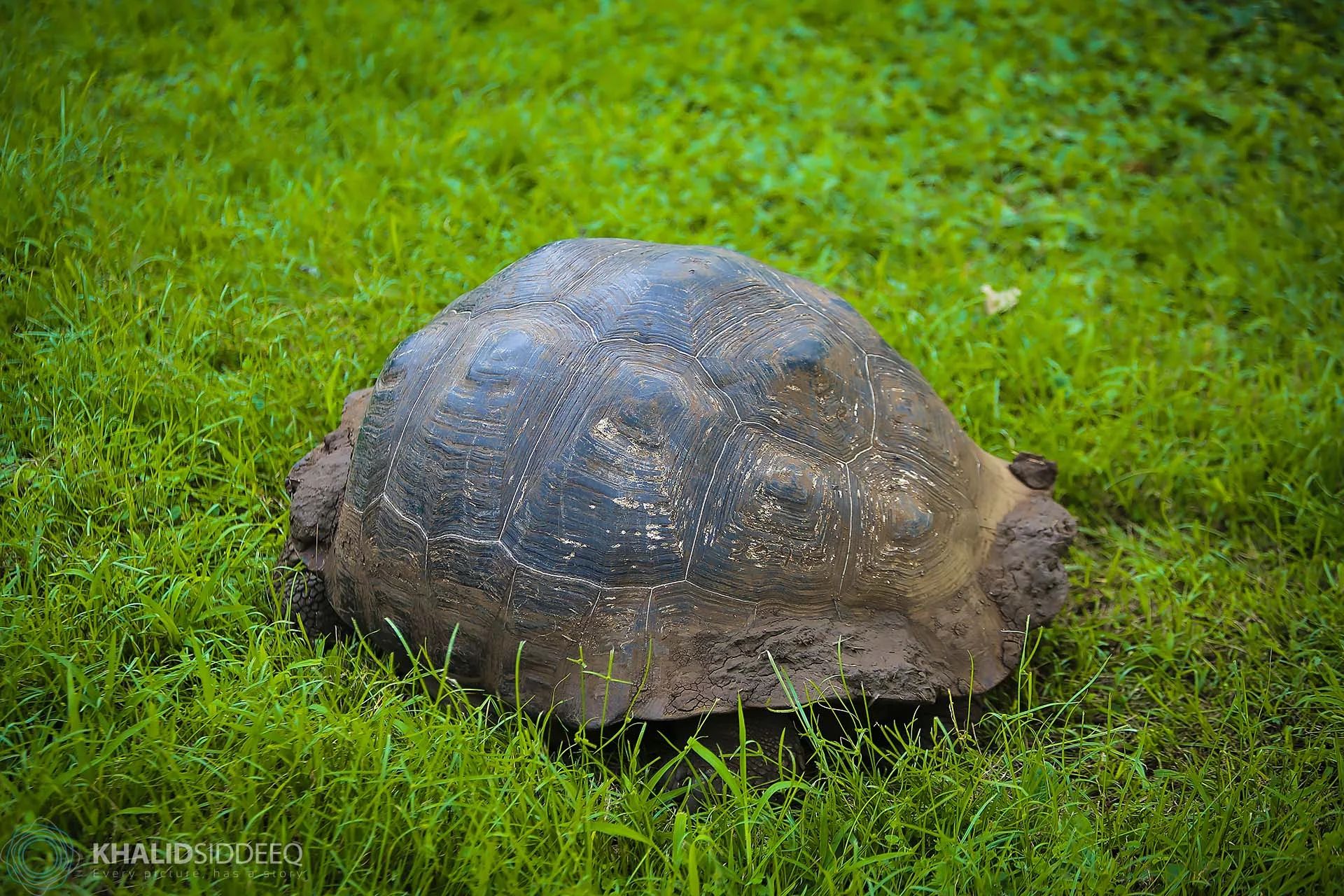 Galápagos-2.jpg