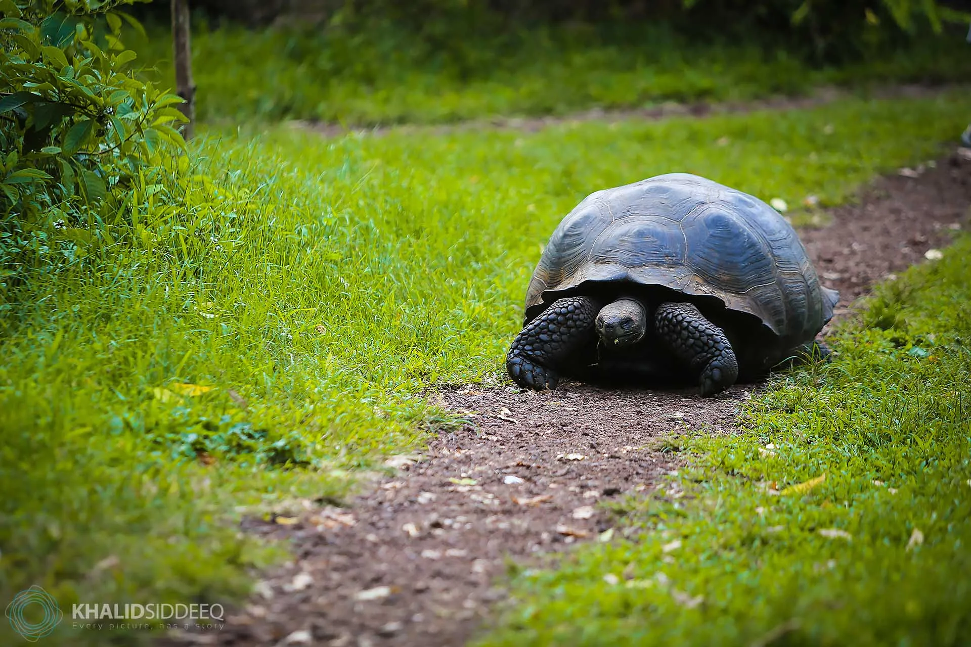 Galápagos-8.jpg