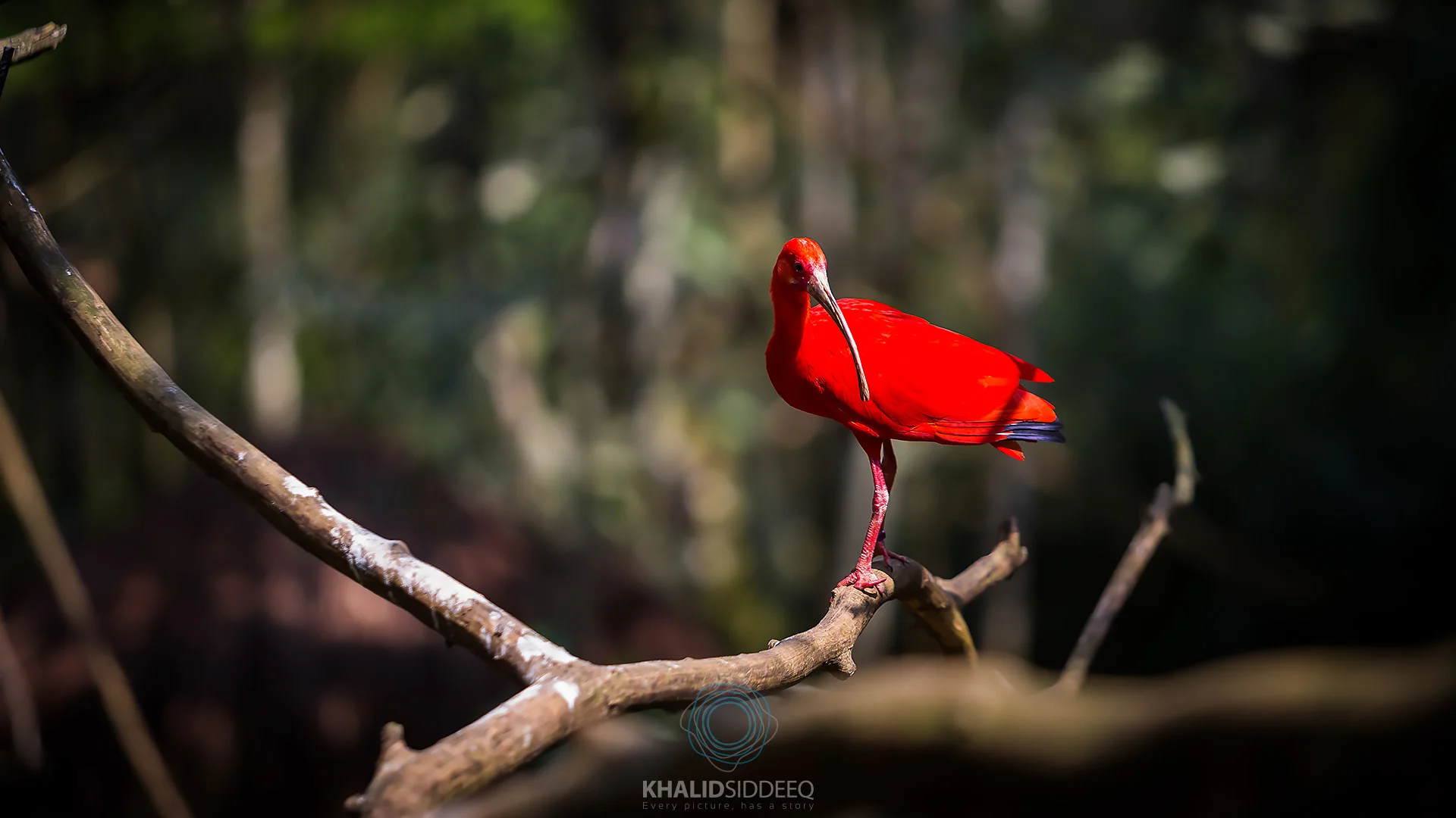 Iguacu-13.jpg