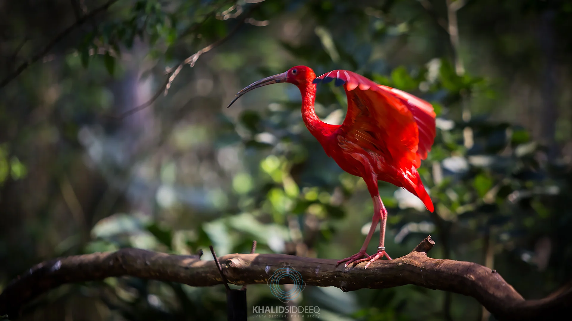 Iguacu-15.jpg