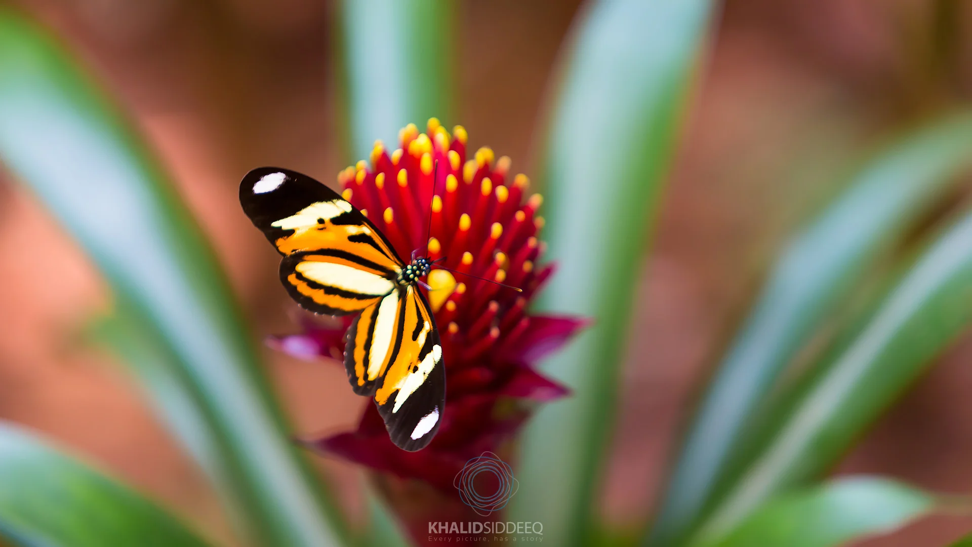 Iguacu-17.jpg