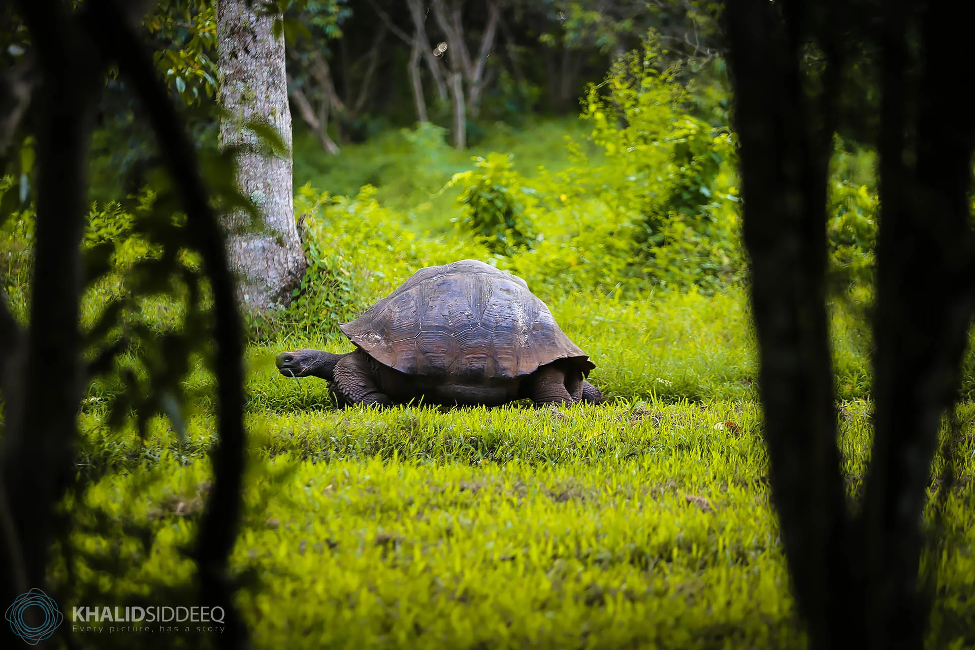 Galápagos-3.jpg