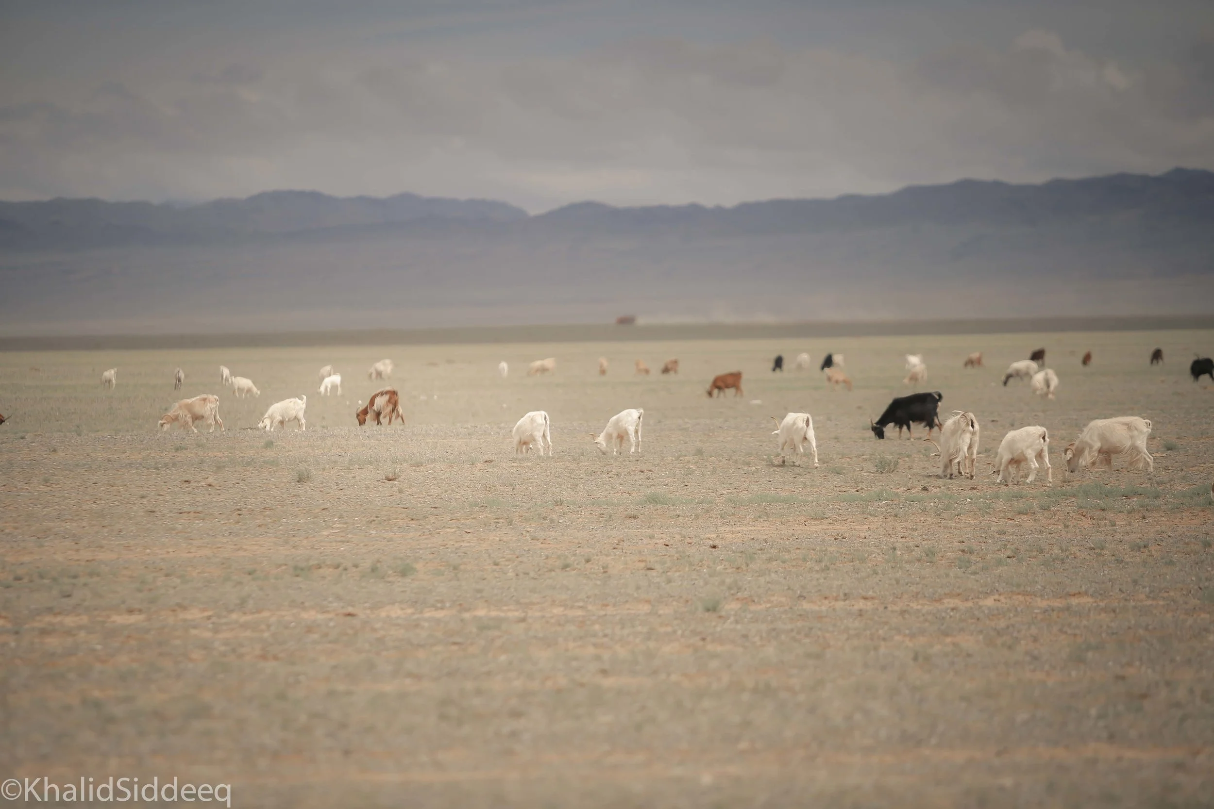Mongolia-Right-24.jpg