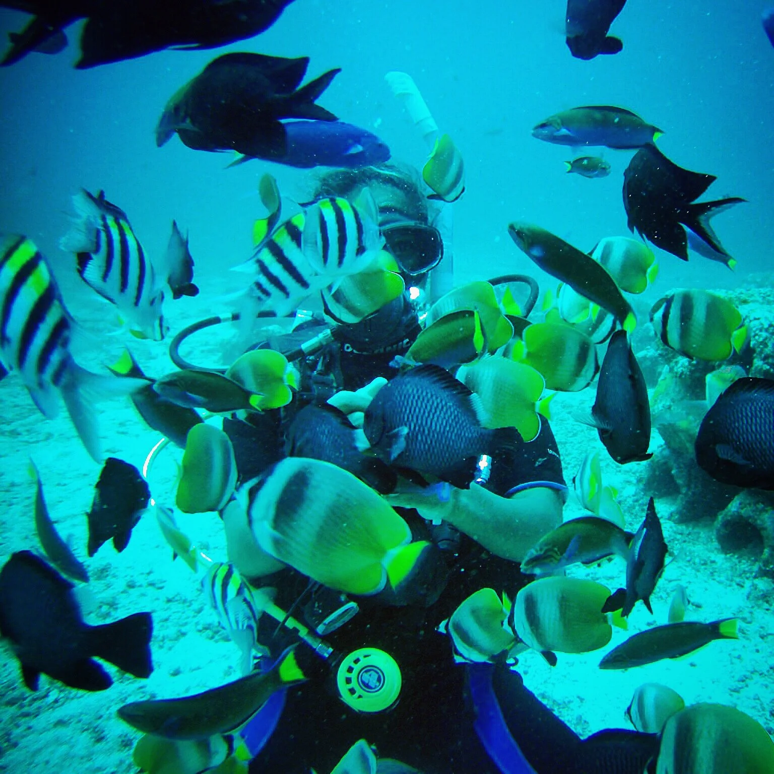 أثناء آداء احدى التمارين العملية تحت الماء، الفلبين، صيف ٢٠١٤