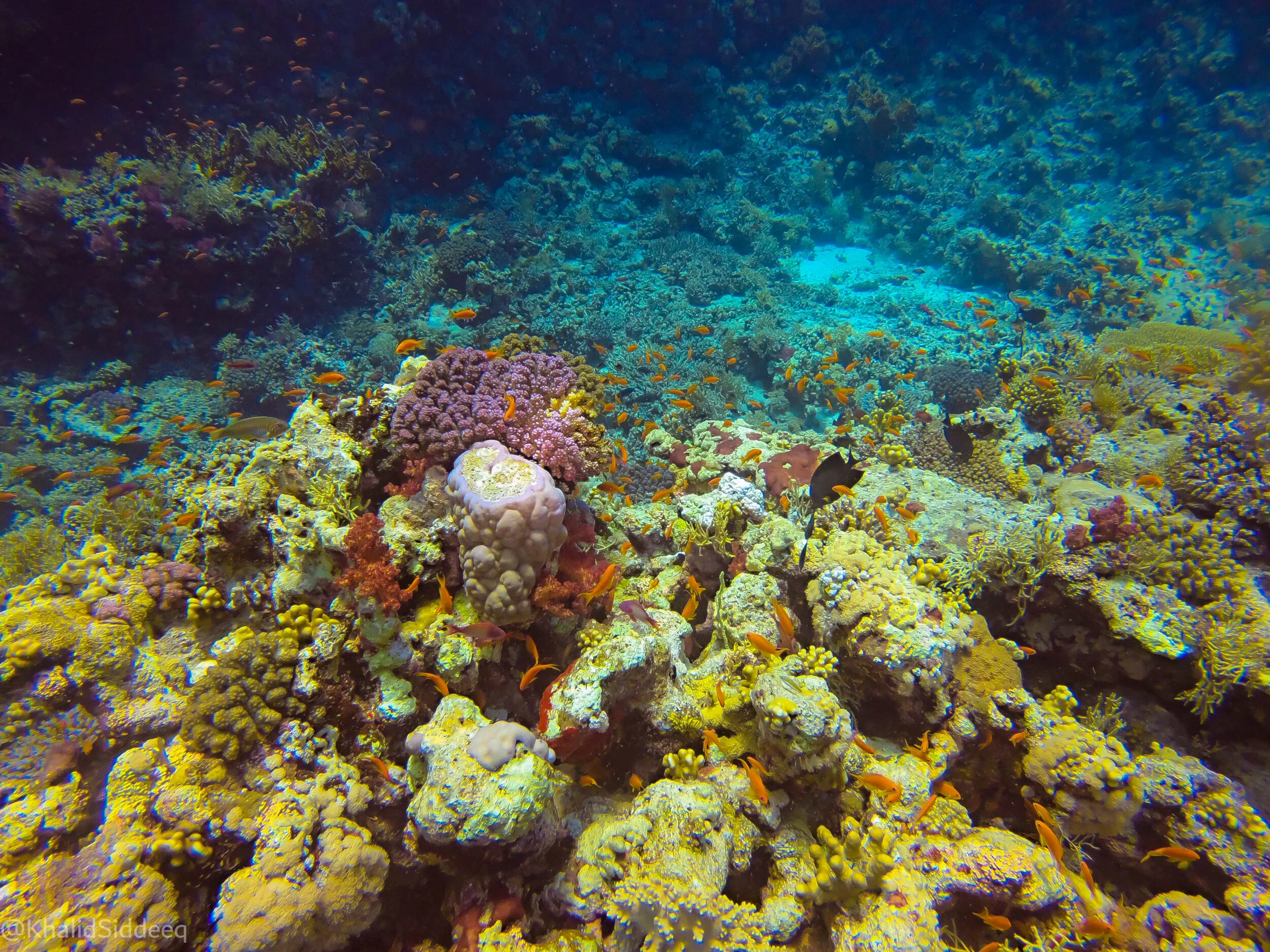 RedSeaYanbu-42.JPG