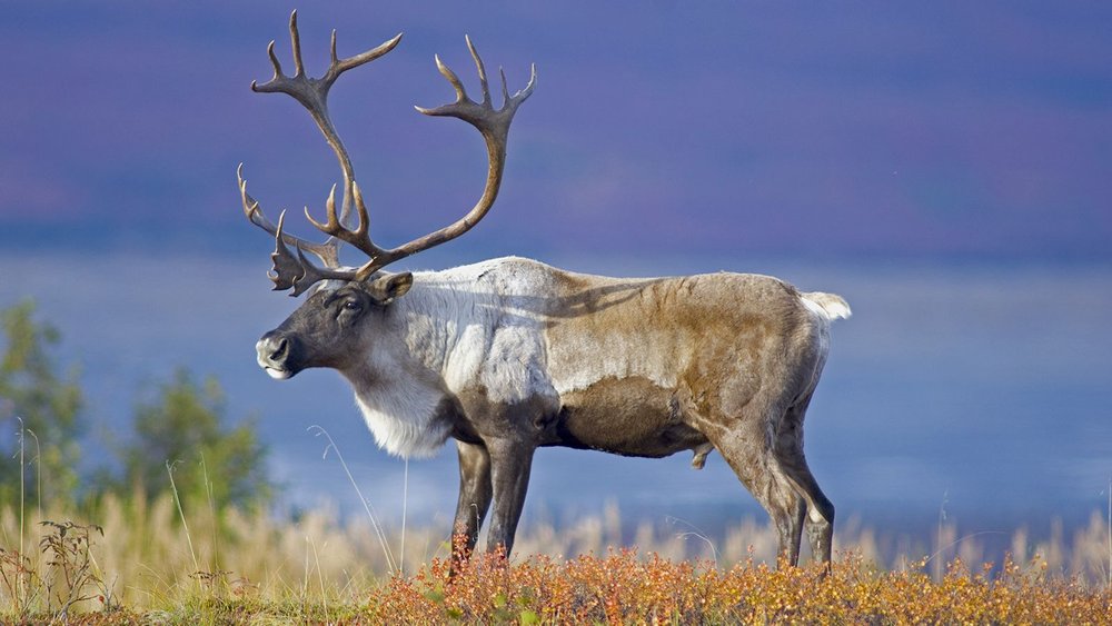 Caribou-is-an-ungulate-which-means-that-it-has-hooves.-They-are-concave-in-shape-and-adapted-to-the-walking-across-the-deep-snow..jpg