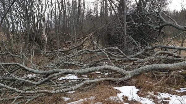 Art & Cultivation: Shelter and Network in Collective Sculpture