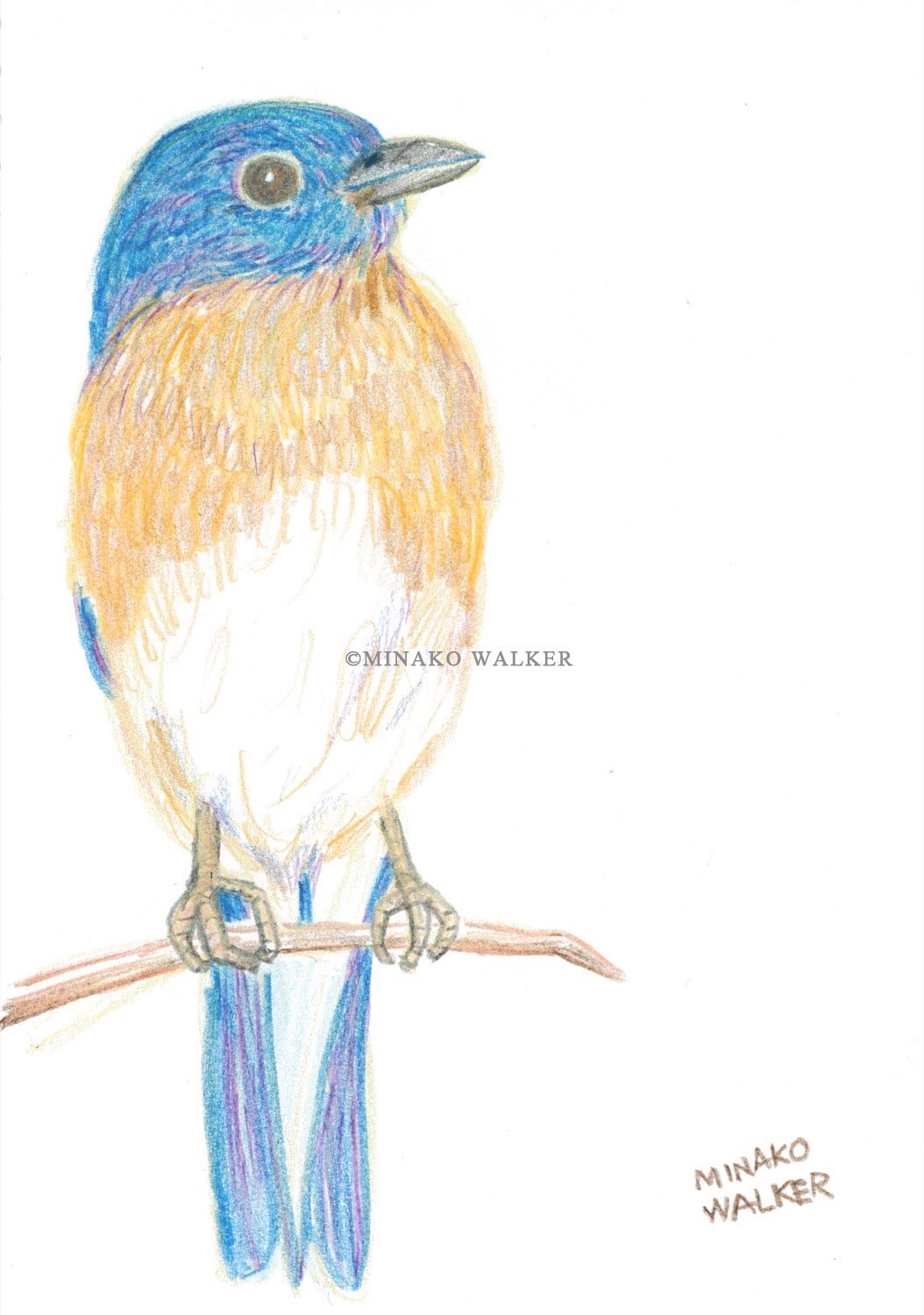 13. Blue Bird | 青い鳥 