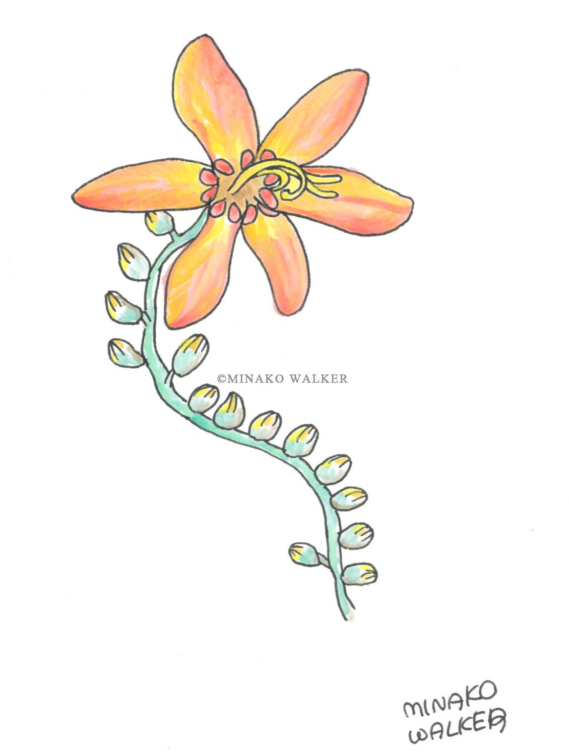 21. Orange Flower | 橙お花 