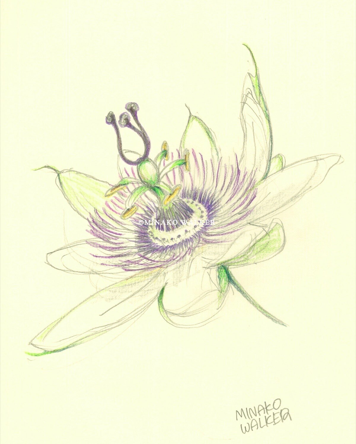 9. Passion Flower | 時計草